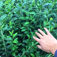 批发青叶水蜡小苗 道路色块色带绿化工程用苗 金叶水蜡绿篱笆苗