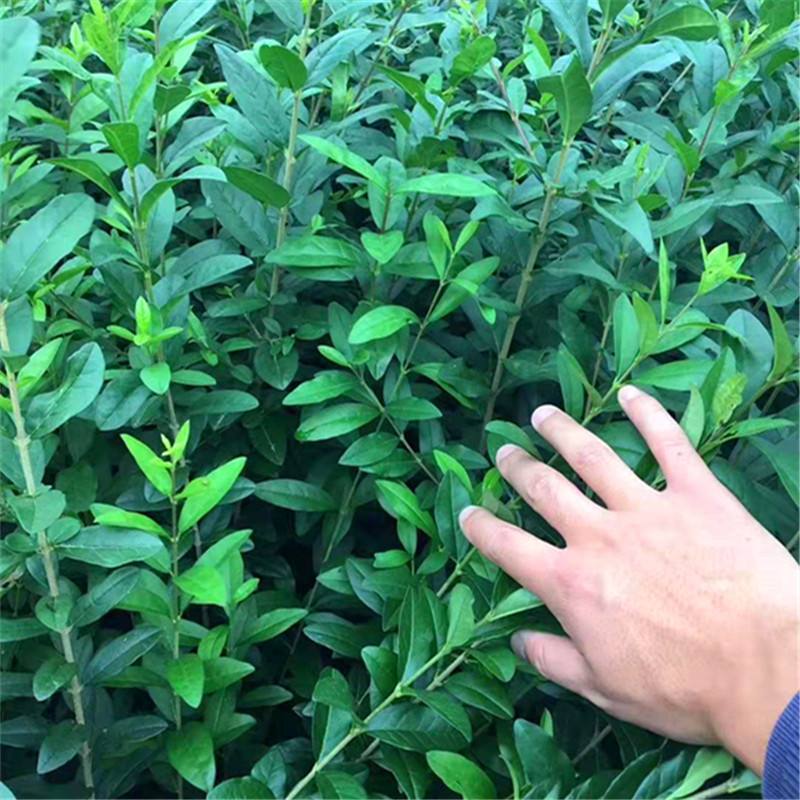 批发青叶水蜡小苗 道路色块色带绿化工程用苗 金叶水蜡绿篱笆苗