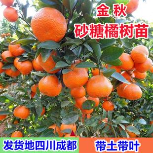 ����ɰ���ٹ��������Ե���ɳ�ǽ��Ϸ������Nֲ�޽Ӹ����箔��Y��