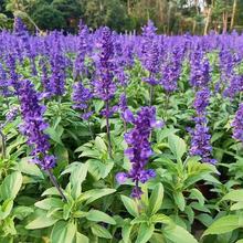 批发鼠尾草种子多年生鼠尾草籽花种子阳台盆栽花海种子