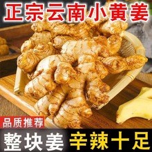 新姜正宗小黄姜现挖生姜云南新鲜高山黄姜月子农家自种嫩姜红头姜