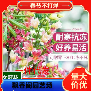 һ�����l��Ԫ��������Ĺڻ�����ͥԺ���Ե����ͺ��͟�����ļ��G