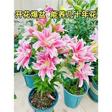 �M����ˮ�ٺϻ��N���ذ��ļ����������B�r���Gֲ���������̨����