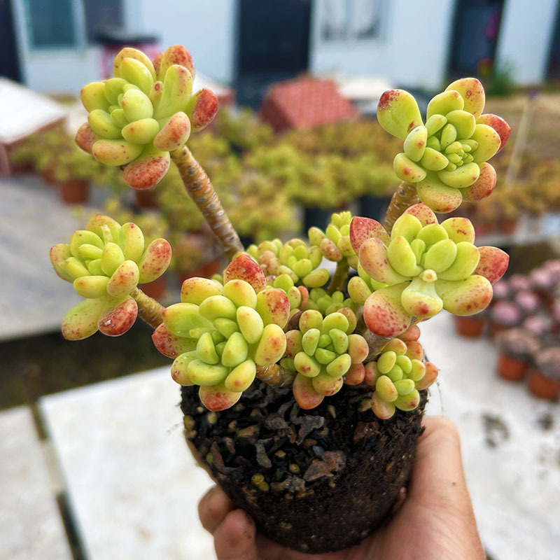 샹그릴라 풀 파일 10cm+