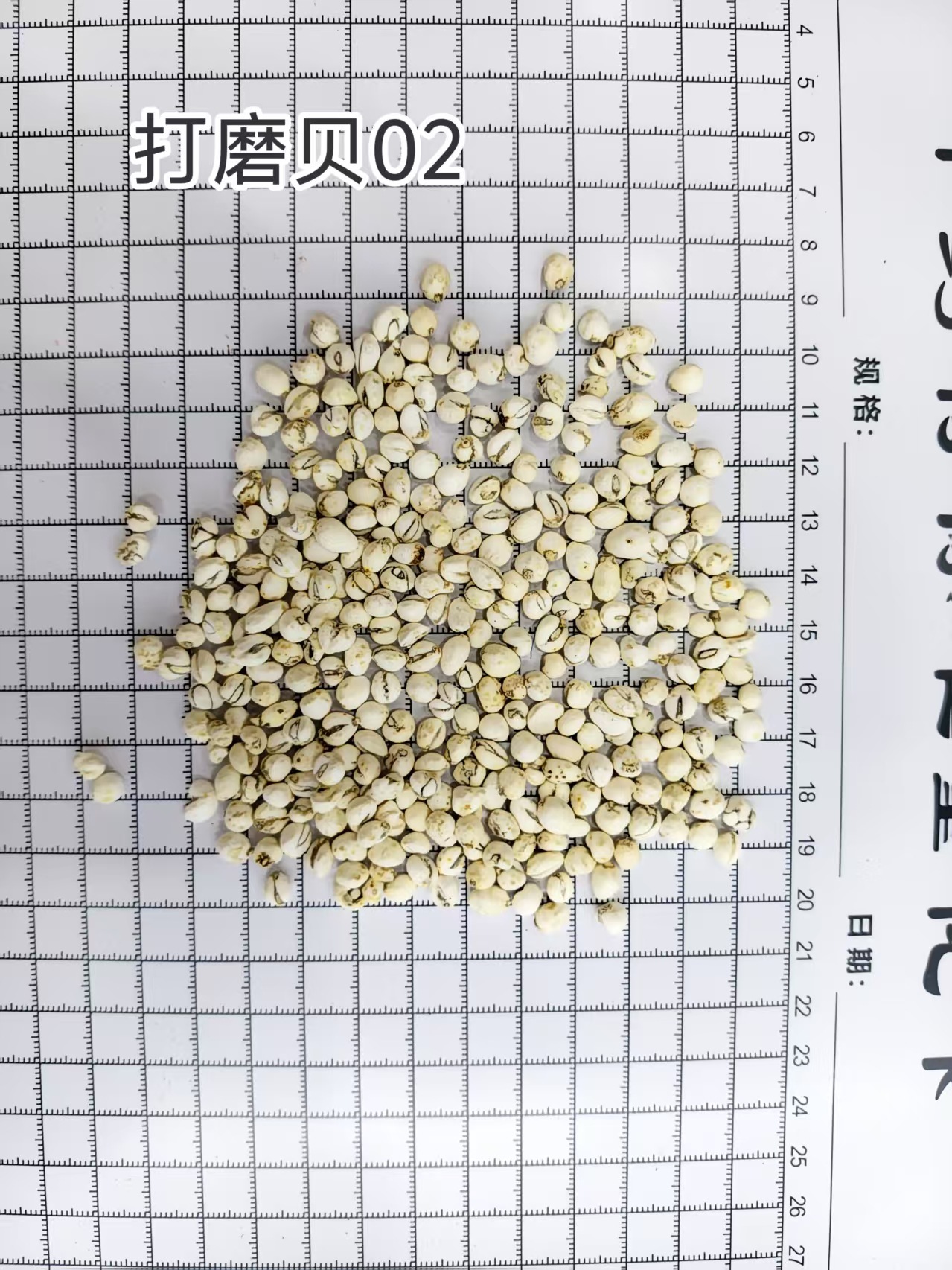 Ping Bei Mu Fritillaria Dried Bulbs 500g Traditional Chinese Herb for Decoction in use