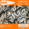 鲮魚苗 鲮魚水花 桂花魚飼料魚 泰國鲮魚 土鲮魚 麥鲮魚 飼料魚苗