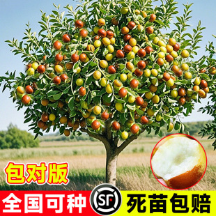 �������޽Ӷ������Թ�����箔��Y�������Ϸ��󗗳����ش�ͥԺ