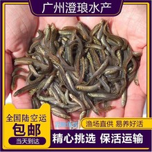 台湾泥鳅鱼苗 3-5厘米泥鳅苗 泥鳅水花苗 泥鳅苗 刺鳅鱼苗批发