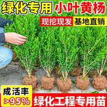 小叶黄杨树苗冬青瓜子庭院绿化树苗四季常青植物室外风景树苗大全