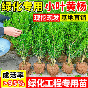 С�~�S����綬�����ͥԺ�G�������ļ�����ֲ�������L�������ȫ