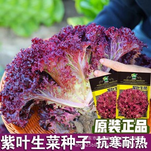 ���~���˷N���ϼt���˷N��ɳ����ԭ�b�ļ��߲˷N�Ӵ�ȫ�˷N�����l