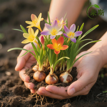 风雨兰开花重瓣风雨兰种球葱兰韭兰庭院阳台盆栽花卉耐热耐寒冬季