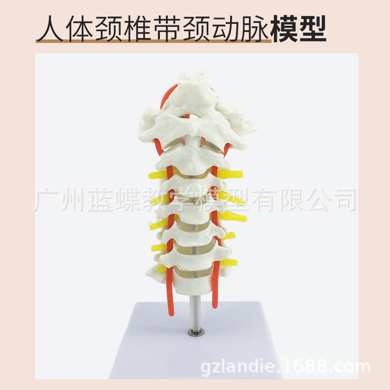 ���弹��ģ�� ��׵�� ��׵ģ�� ��׵���� ��׵�ṹ��׵����ģ��