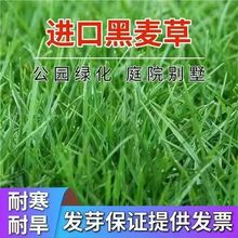 草坪种子多年黑麦草种子牧草种籽草坪绿化固土护坡草种四季常青