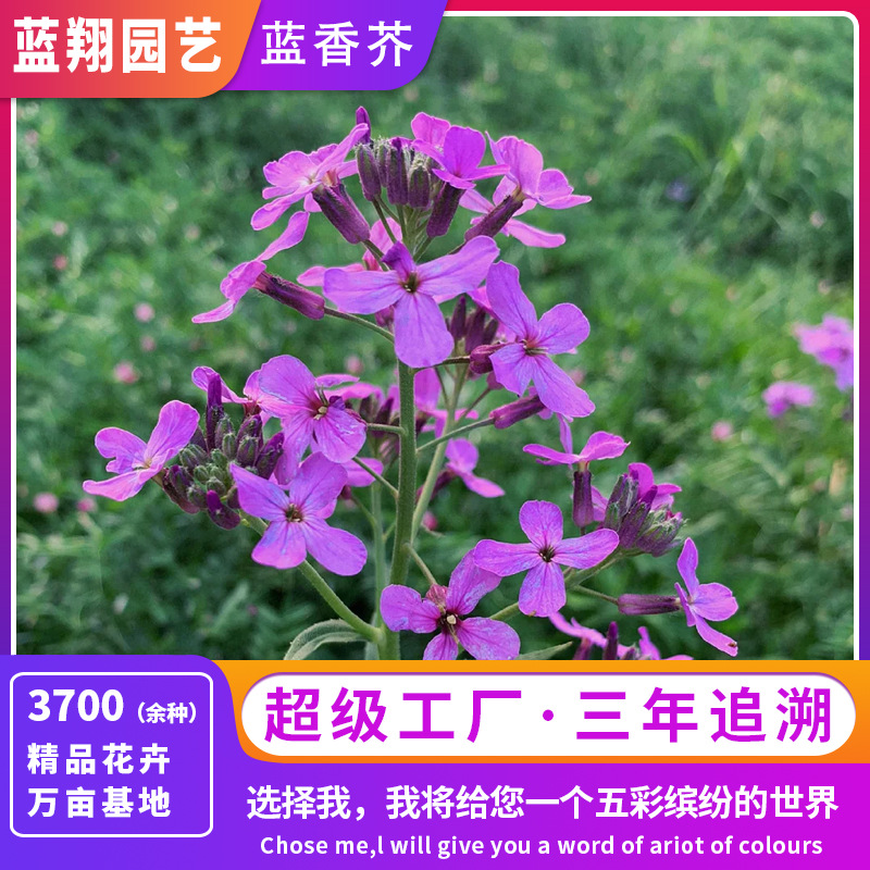 厂家批发蓝香芥种子四季种易活开花不断多年生花海种子兰香芥花籽
