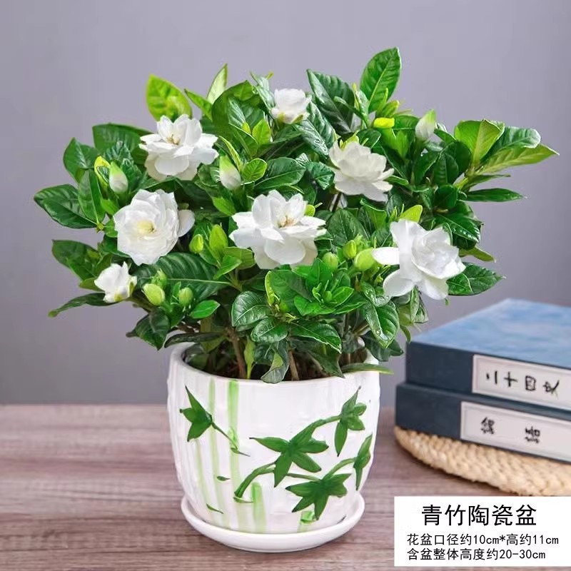 【hot selling】180#High-quality large gardenia (big green bamboo ceramic pot) comes with nutritional fertilizer