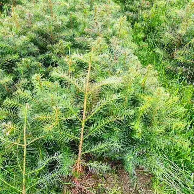 微信图片_20240705233236_副本