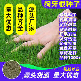 护坡草坪狗牙根种子绿化草籽四季青高羊茅雀稗黑麦草护坡固土复绿