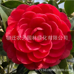 ��������ã�Ĵ������F�軨����Gֲ����Ʒ�N��̨���Ի��@�ز軨��