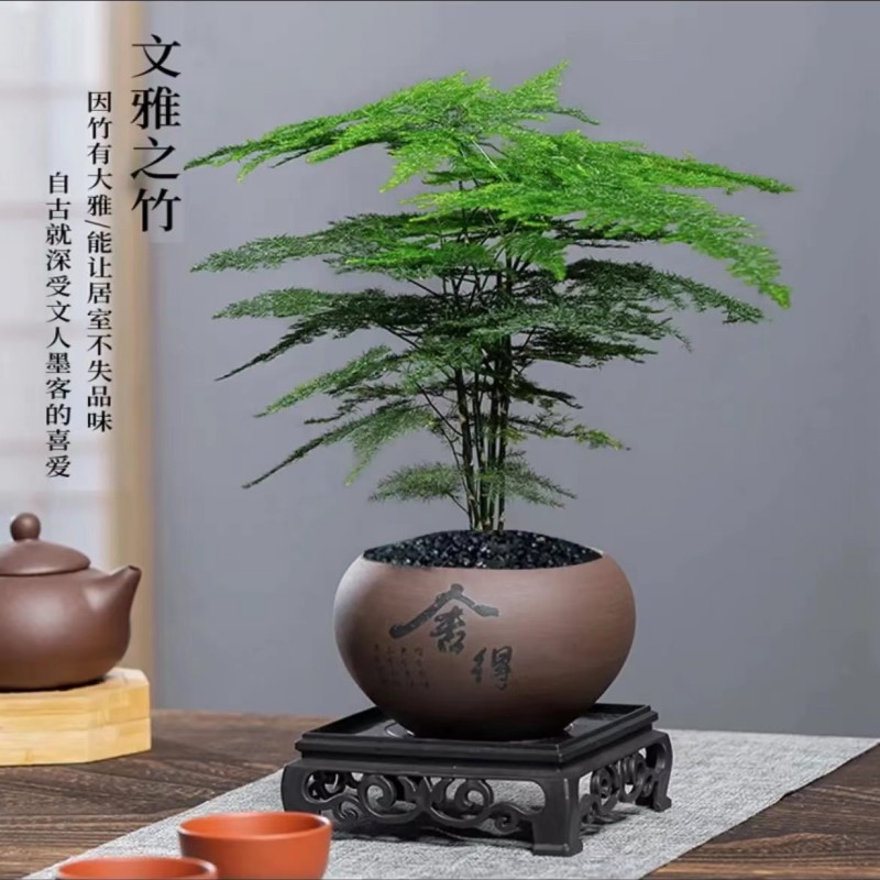 【高品质】文竹+舍得盆+方形底座