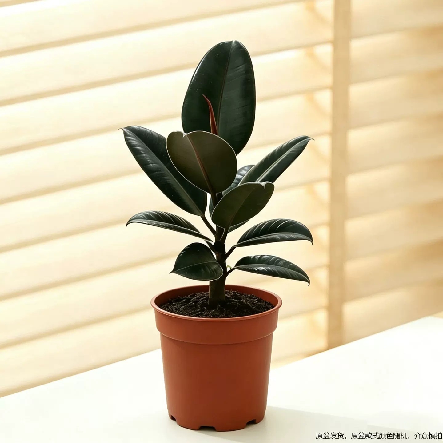 [desktop recommendation] black king kong 15-25cm [original pot and soil]