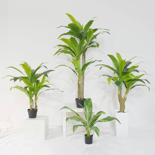 �S�����l����ֲ�ｪ�~ ���Gɽ������ �����쾰�Ҿ���ط����