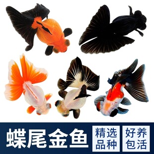 �~�^�p�~���~�t��β�ڼt�����β��؈��β��ˮ��ˮ�~���B�׻��~