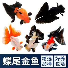 鱼观赏鱼金鱼红碟尾黑红包金碟尾熊猫碟尾冷水淡水鱼好养易活鱼