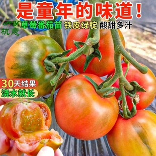 ��ݮ�����������FƤ���t�������}Ů���N�������Բ���G������ǧ��