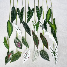 新品仿真海芋叶海棠叶彩芋叶  商场橱窗摄影背景造景客厅摆设绿植