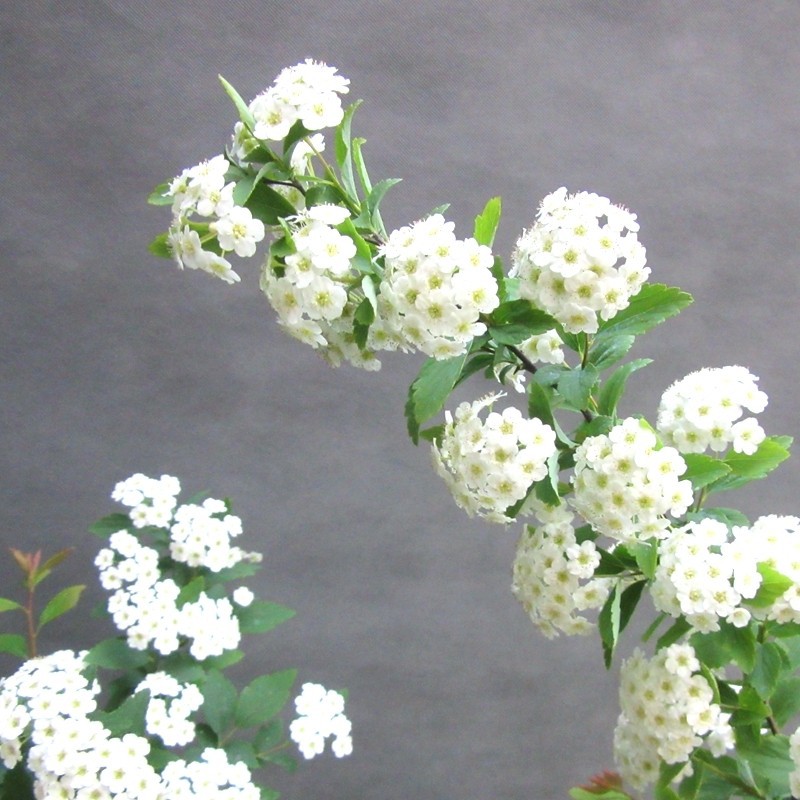 菱叶绣线菊盆栽珍珠梅小手球喷雪花耐寒耐热好养花期长开花多植物