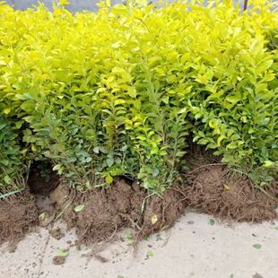 Golden Leaf Ligustrum Seedlings, Colorfulful Seedlings, Courtyard House Greening Seedlings, Hedge Fence Seedlings, Engineering Greening Seedlings, Evergreen All Year Round
