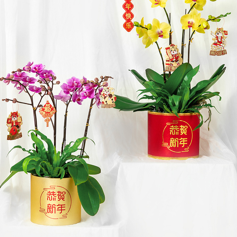 恭贺新年春节过年喜庆年宵花仿真花福桶套二冬青插花居家客厅摆件