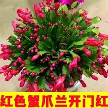 带花苞蟹爪兰盆栽室内好养花卉兰带花包大苗四季开花绿植