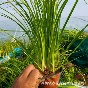 Golden Leaf Calamus Perennial Evergreen Herbaceous Flower Bed Aquatic Plant Courtyard Flower Border Plant Engineering Seedlings