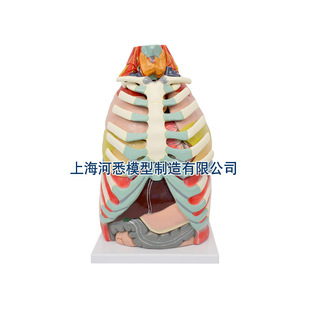 Chest Cavity Anatomical Model
