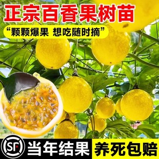 �����������S��J��9̖����V���޽ӟ������ȫ���Nֲ�ļ��Y��