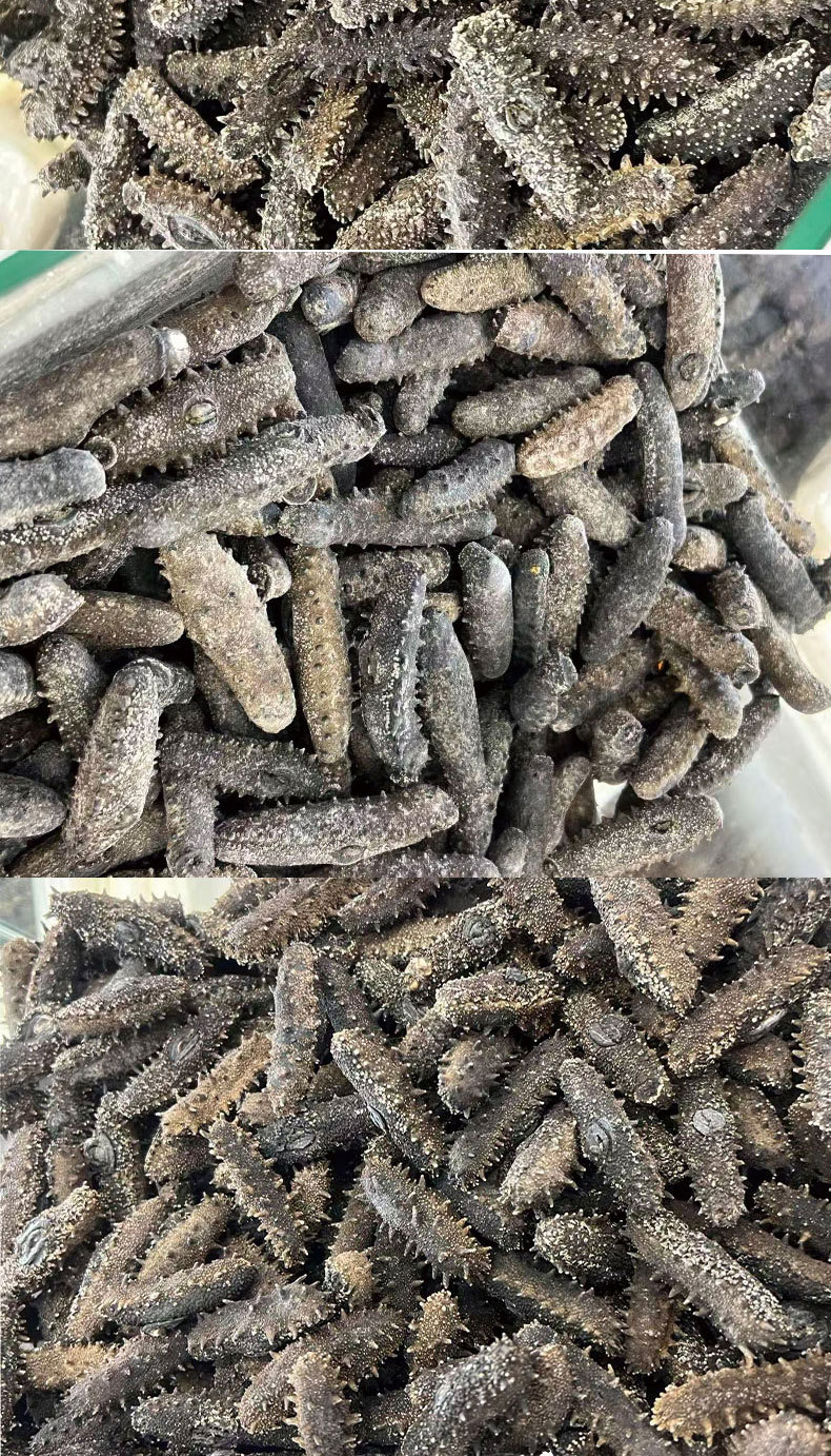 Dalian Dried Sea Cucumber Gift Box Premium Liaoning Lightly Dried Sea Cucumber 50g in use