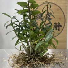 铁皮石斛苗盆栽的枫斗苗室内外霍雁荡山苗绿植园艺可食用其他