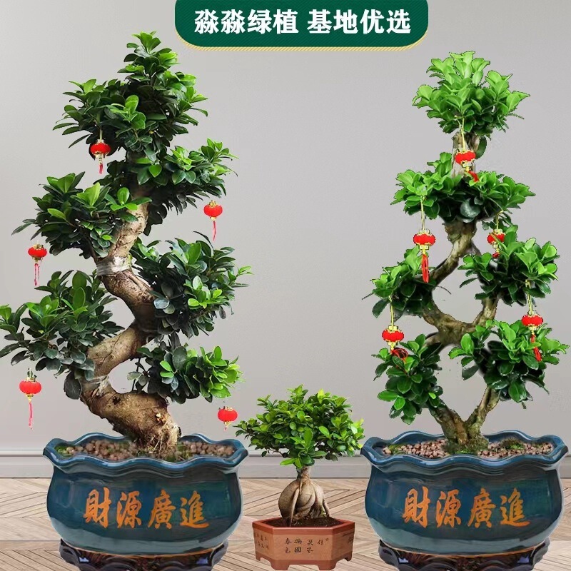 Figure Eight Shaped Money Banyan Tree,Suitable for Courtyard,Indoor Large Plant,Town House,Purifying Air Heat Resistant Bonsai
