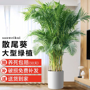 ɢβ���҃�ֲ�����Կ͏d���;Gֲ�Pβ������Ҭ���·���������ȩ