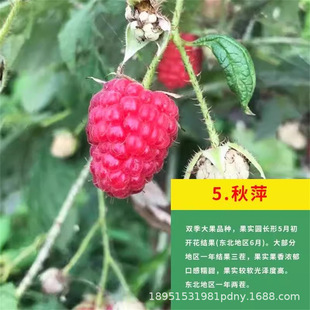 ��Ƽ��ݮ��t��ݮͥԺ�ϱ����ļ��Nֲ���Ե��ԷNֲ�����箔��Y��