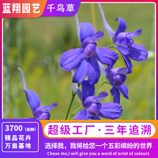 Geranium Seeds for Garden Planting, Blue Delphinium Seeds for Flower Beds, Landscape Flowers, Bird's Eye Flower Seeds for Mid-Summer