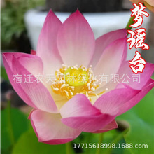 �ɻ�����ˮ�B�^�pɏ���N���ļ�ˮ��ֲ�����˯ɏ������ɏź�N��