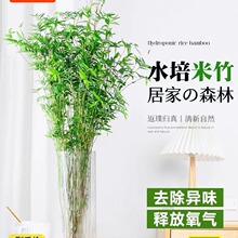 水培米竹盆栽富贵竹绿植物龟背竹办公室内桌面文竹盆景客厅阳台