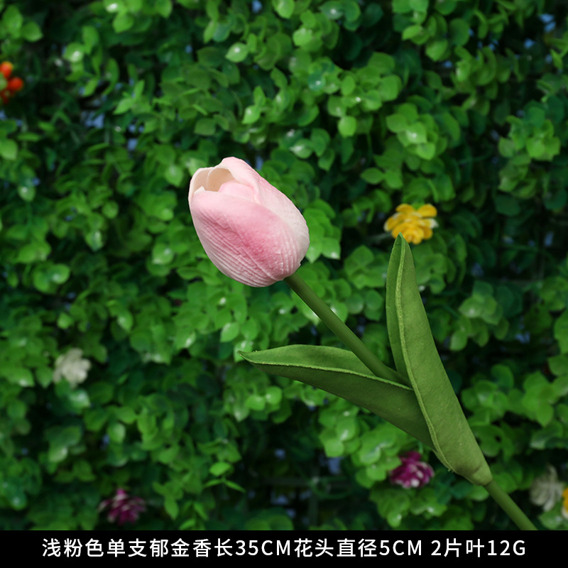 2 Generation single tulip