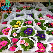 宿根草花 宿根草花品牌 图片 价格 宿根草花批发 阿里巴巴 宿根草花 宿根草花品牌 图片 价格 宿根草花批发 阿里巴巴