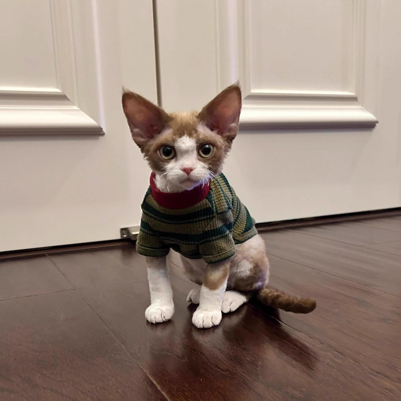 Ropa de gato primavera y verano 2025 nuevo vestido de dos patas a rayas lindo gato sin pelo gato azul muñeca gato chaleco de gato pequeño