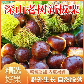2026年迁西板栗生新鲜野生百年老树板栗5斤装遵化生板栗