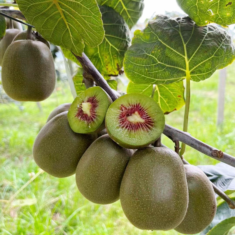 Sichuan Pujiang Red Heart Kiwi Fresh Kiwifruit Fruit Direct Fresh Picked First Grade Seasonal Fruit Sweet